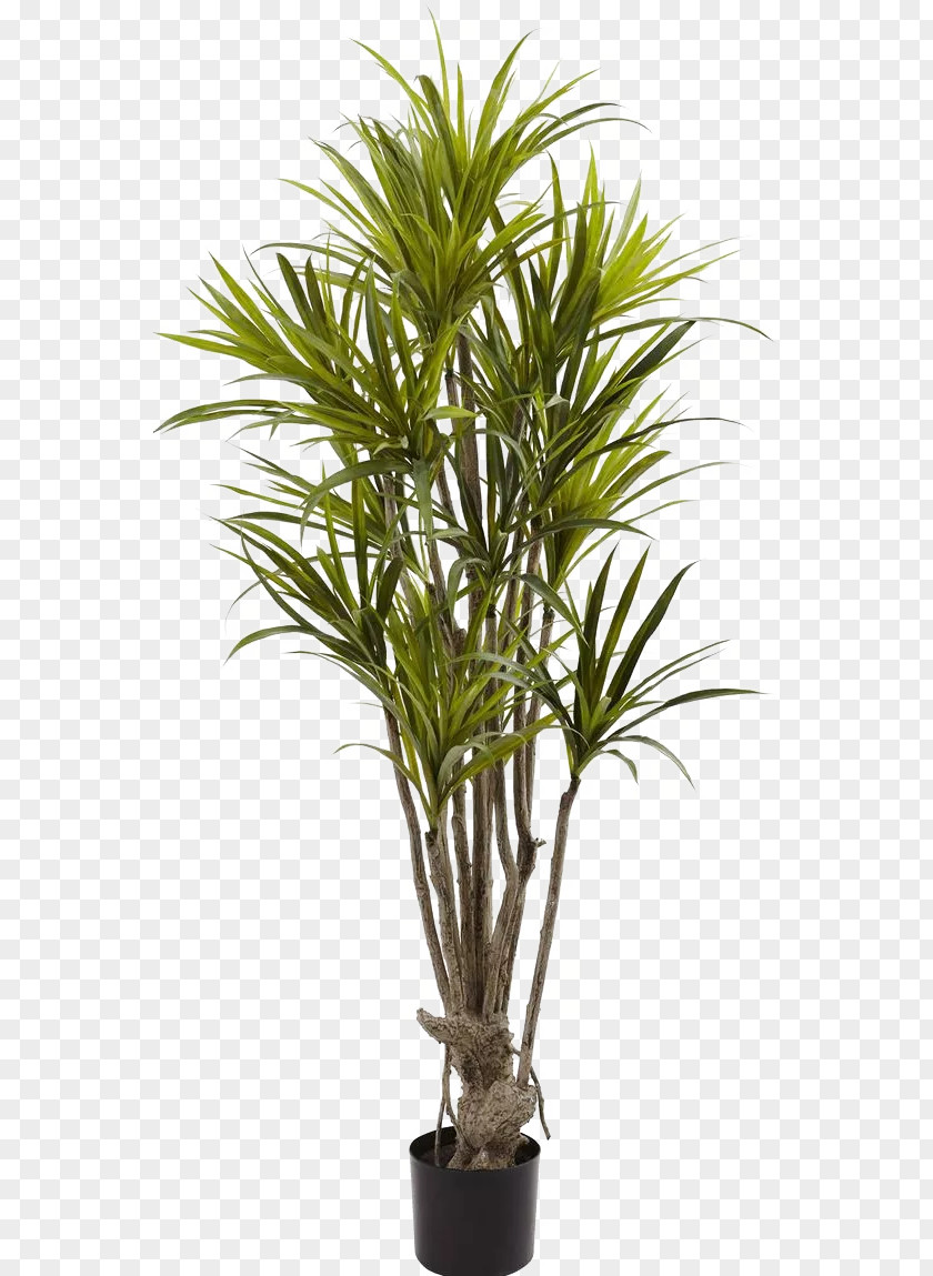 Green Plant Potted Leaves Albizia Julibrissin Dragon Tree Bambusodae Silk PNG