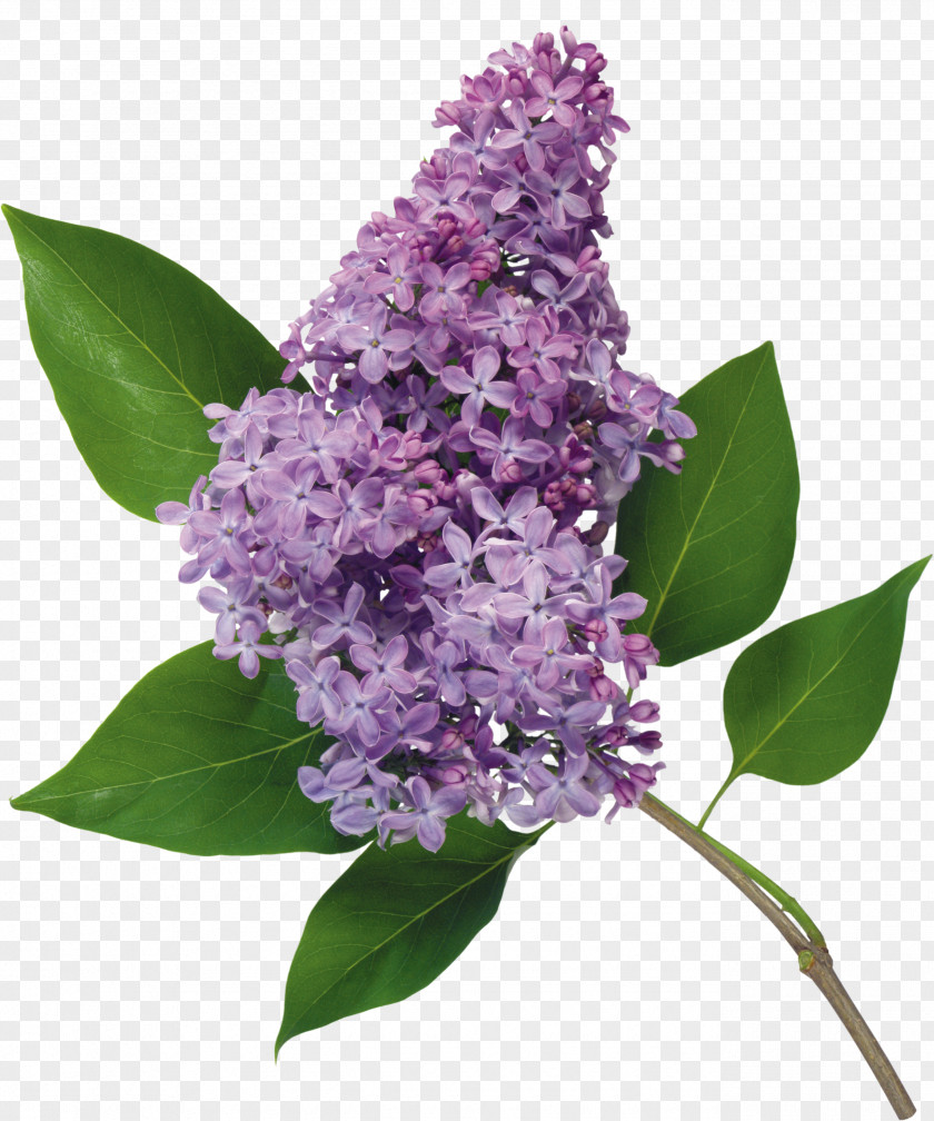 Lilac Flowers Common Flower Lilacs In A Window Garden Roses PNG