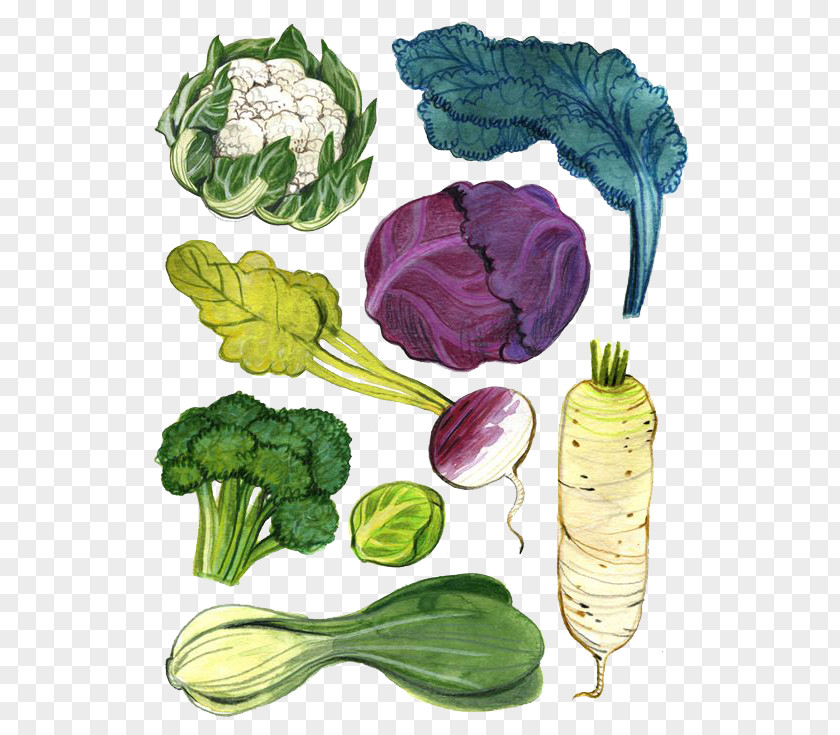 Multicolored Vegetable Background Drawing Watercolor Painting Illustration PNG