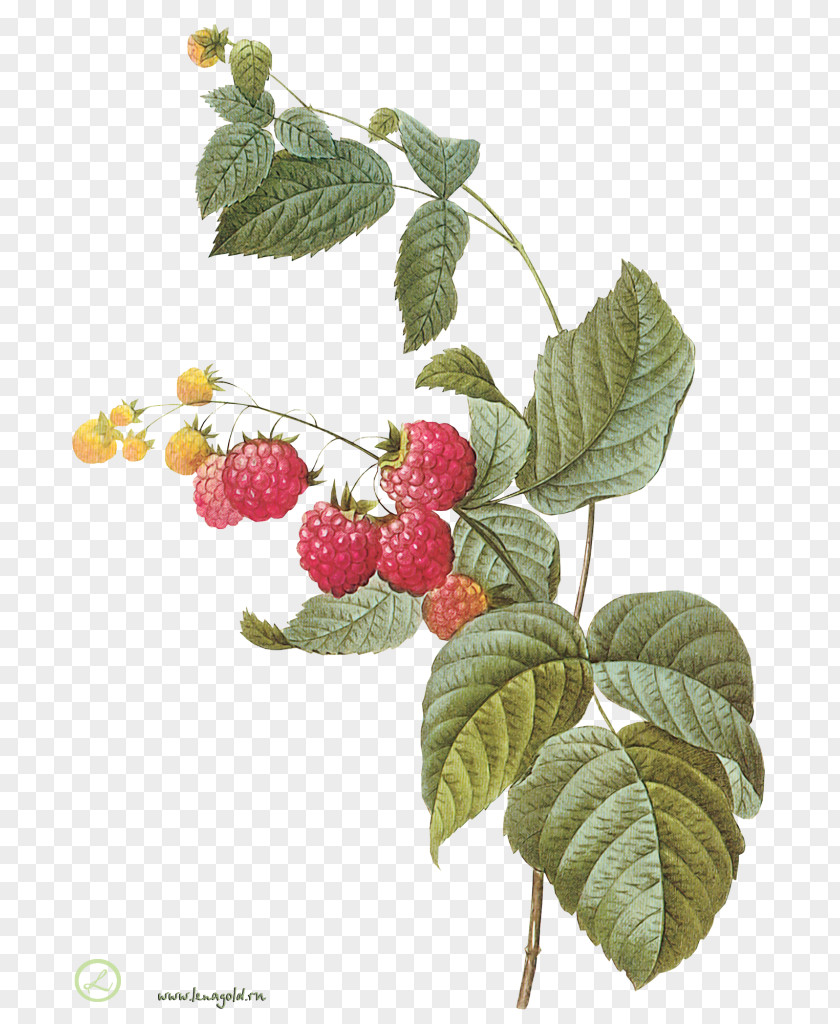 Raspberry Botany Fruit Botanical Illustration Printmaking PNG