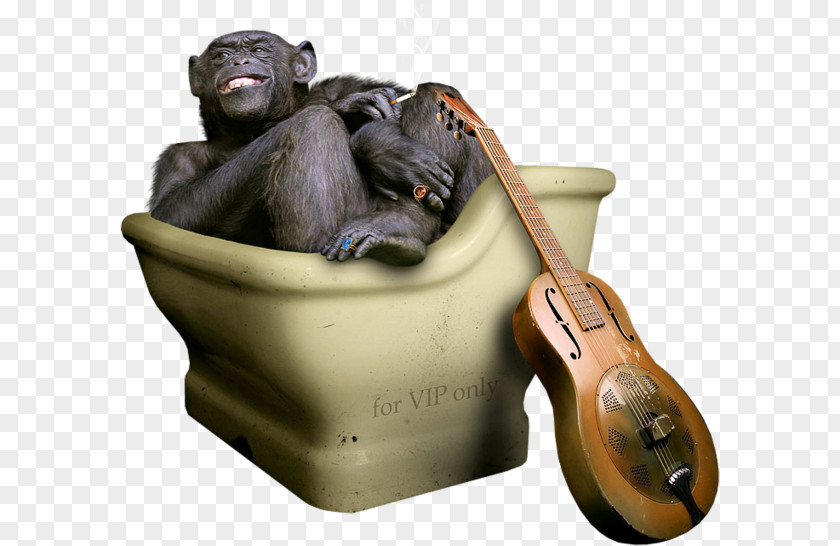 Toilet Gorilla Common Chimpanzee Illustration PNG