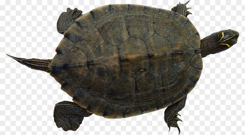 Tortuga Common Snapping Turtle Sea Pet PNG