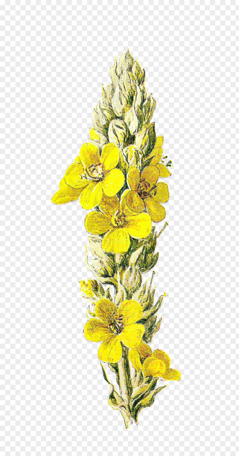 Yellow Flowers Wildflower Clip Art PNG