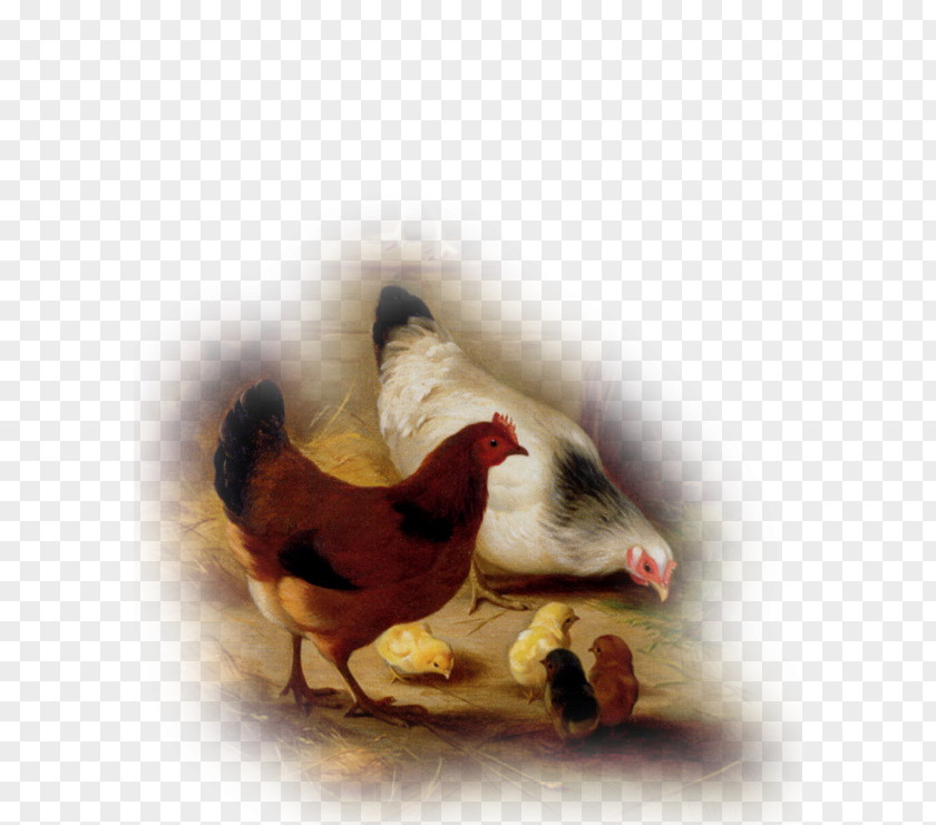 Chicken Rooster Goat Paint Pen PNG