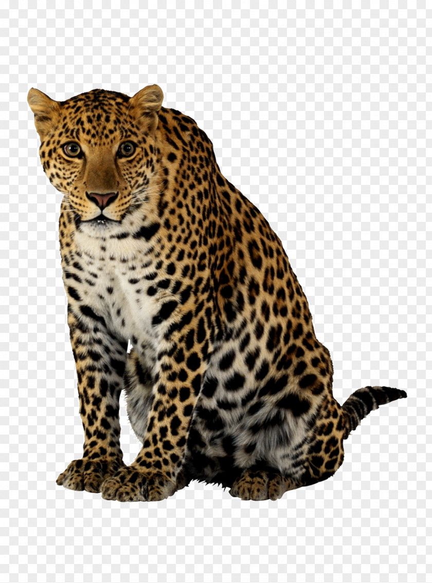 Cheetah Image Leopard Lion PNG