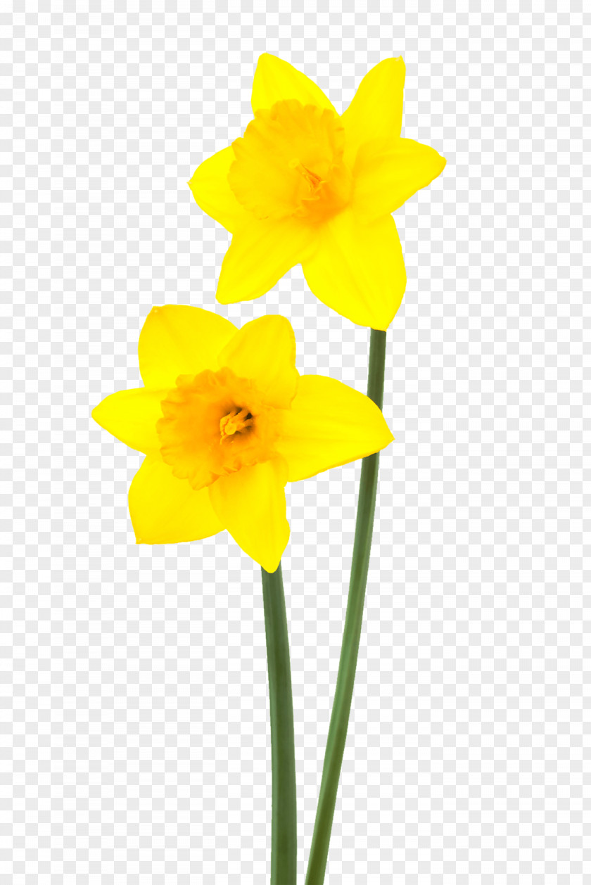 Daffodil Narcissus Flower Desktop Wallpaper PNG