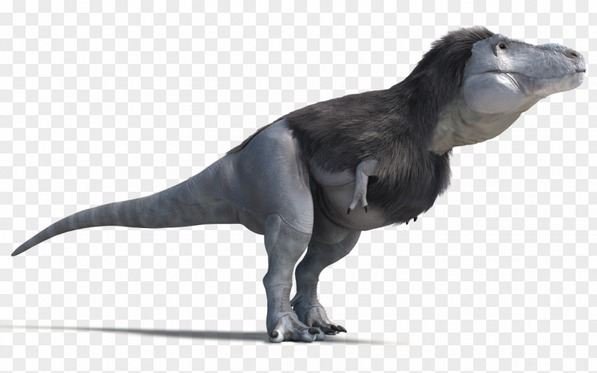 Dinosaur Tyrannosaurus Velociraptor Daspletosaurus Carnotaurus Tarbosaurus PNG