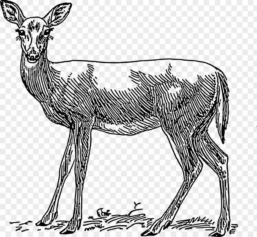 Hand-painted Deer Red White-tailed Roe Clip Art PNG