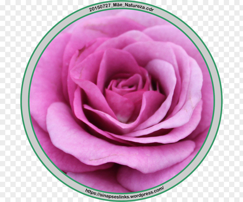 Natureza Garden Roses Cabbage Rose Petal Close-up PNG