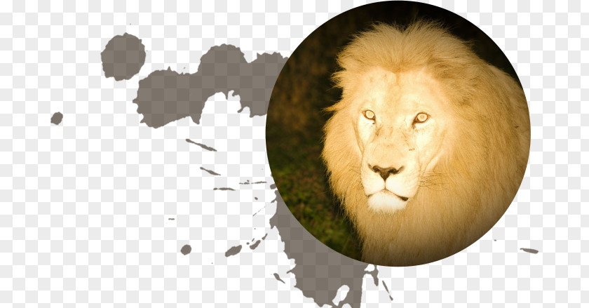 Night Safari Lion Hotel Sunvalley Nasu Accommodation Travel PNG