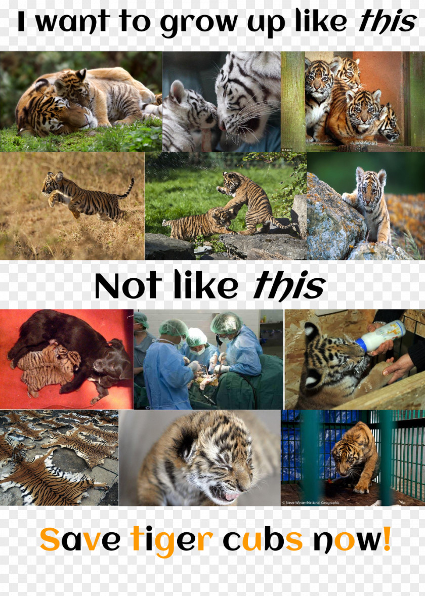 Tiger Wildlife Big Cat Ecosystem PNG