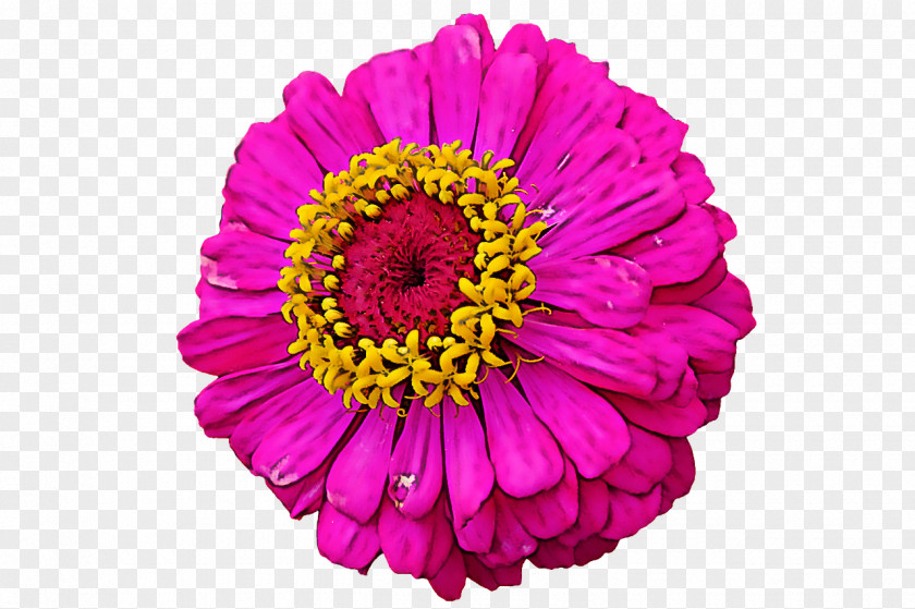 Transvaal Daisy Cut Flowers Chrysanthemum Flower Dahlia PNG