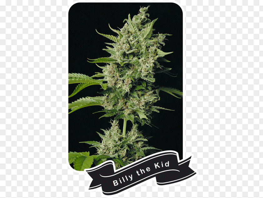 Cannabis Shop Orange Bud Marijuana Plant Flavor PNG