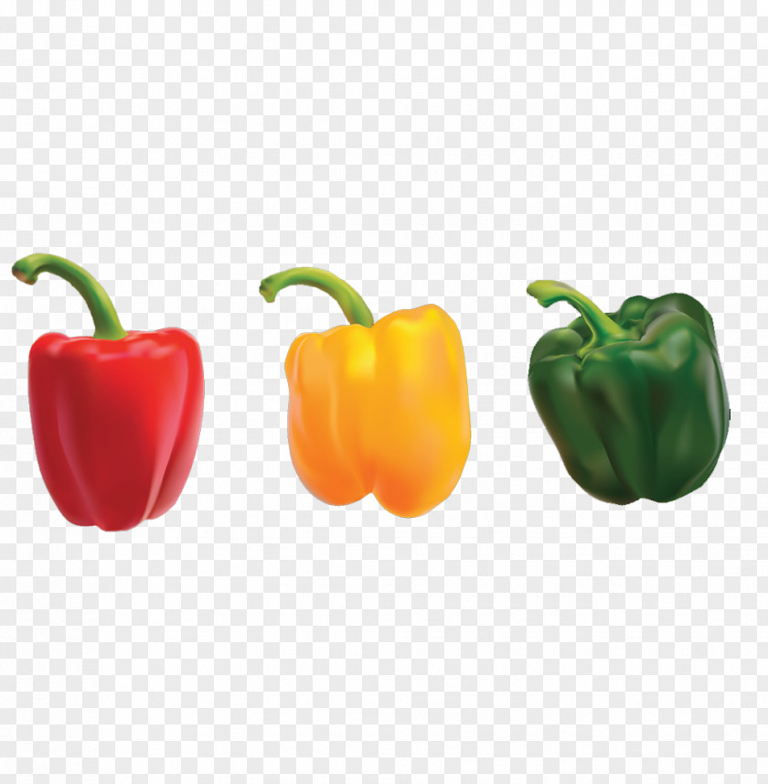 Cartoon Persimmon Pepper Bell Nigerian Cuisine Omelette Eating Chili PNG
