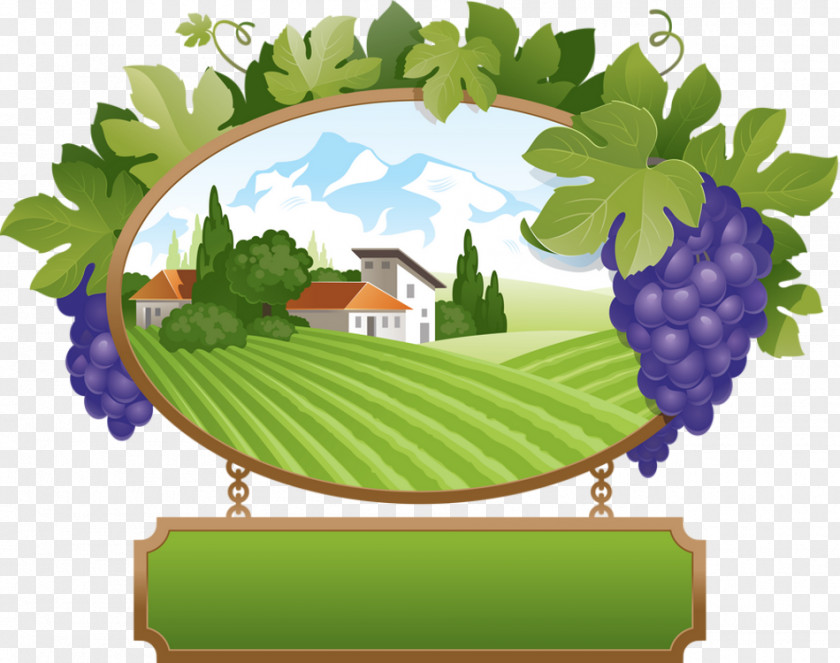 Grape Common Vine Desktop Wallpaper Raisin PNG