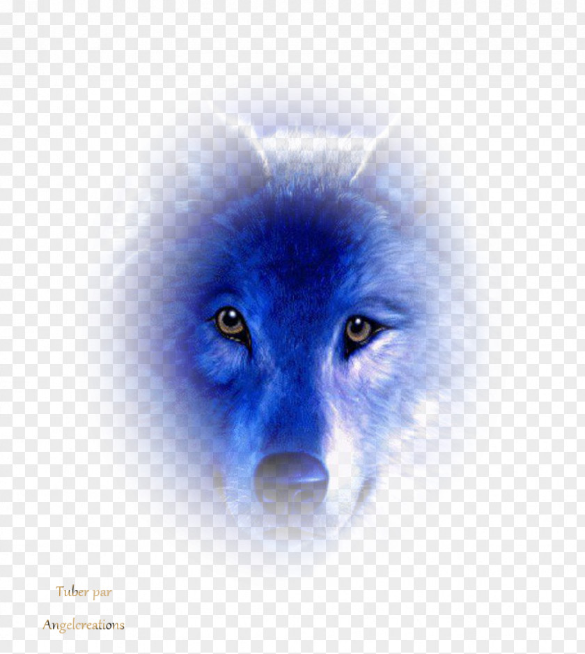 Loup Snout Dog Whiskers Desktop Wallpaper Canidae PNG