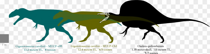 T Rex Spinosaurus Oxalaia Giganotosaurus Suchomimus Tyrannosaurus PNG