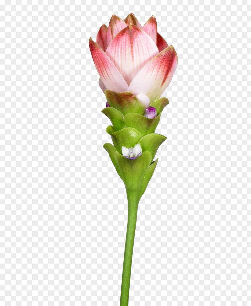 Tulip Siam Petal Turmeric Northern Thailand PNG
