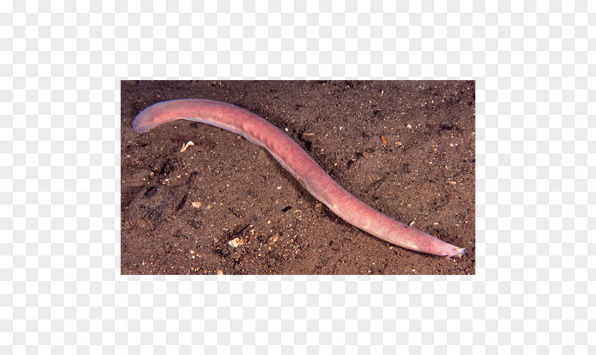 Worm Annelid PNG