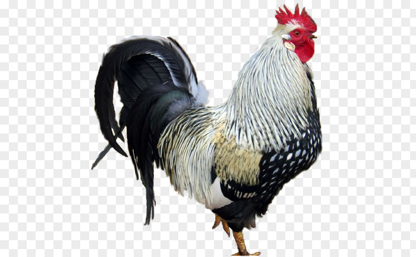 Chicken Rooster Poultry PNG