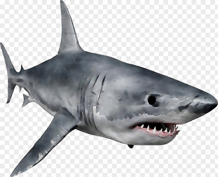 Great White Shark Requiem Sharks Squaliform Jaw Marine Biology PNG