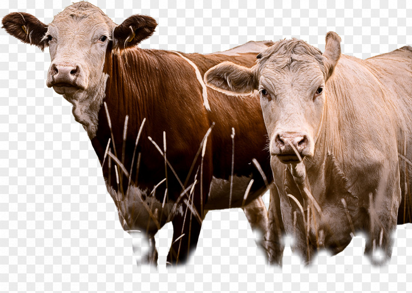 Herd Bull Bovine Livestock Cow-goat Family Snout Pasture PNG