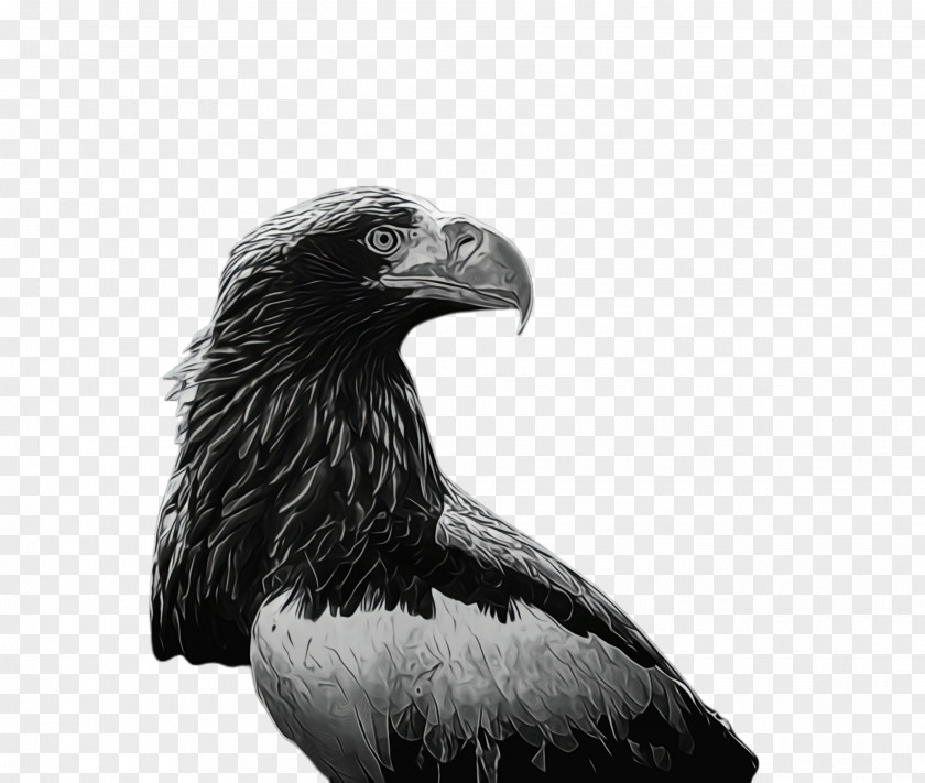 Kite Sea Eagle Bird PNG
