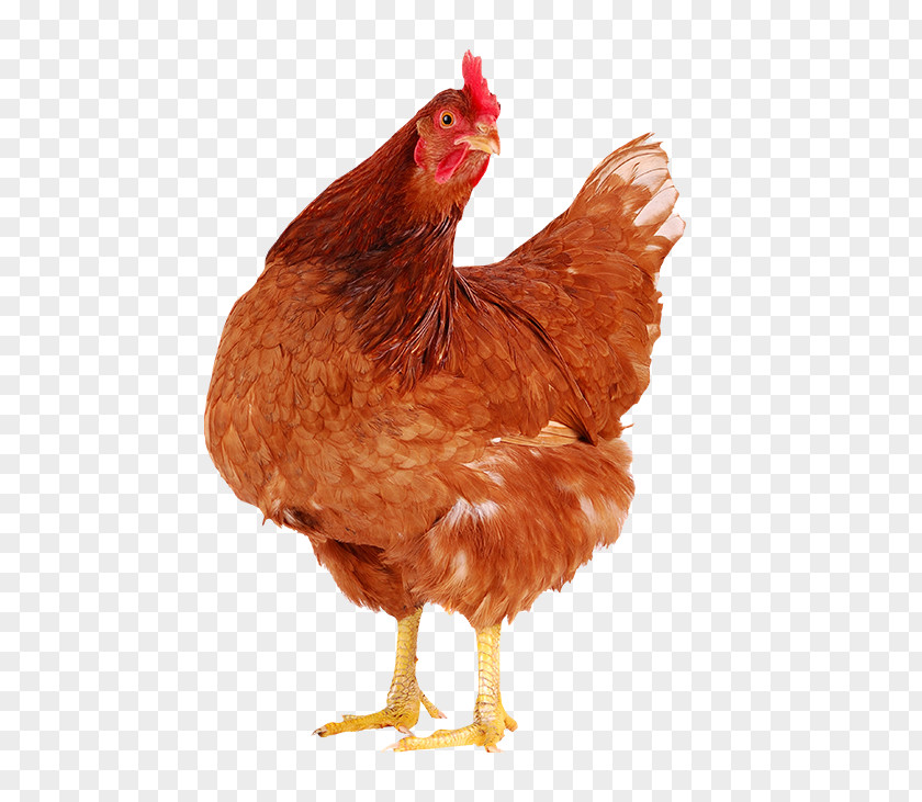 Lovely Hen Faverolles Chicken Egg Poultry PNG