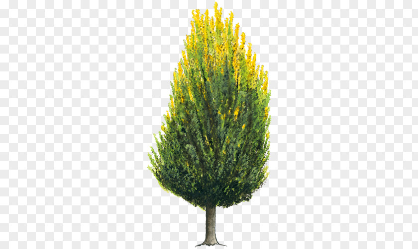 Oriental Tree Arborvitae Evergreen Shrub Cupressus PNG