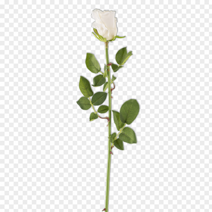 Rose Family Plant Stem Bud Cut Flowers PNG