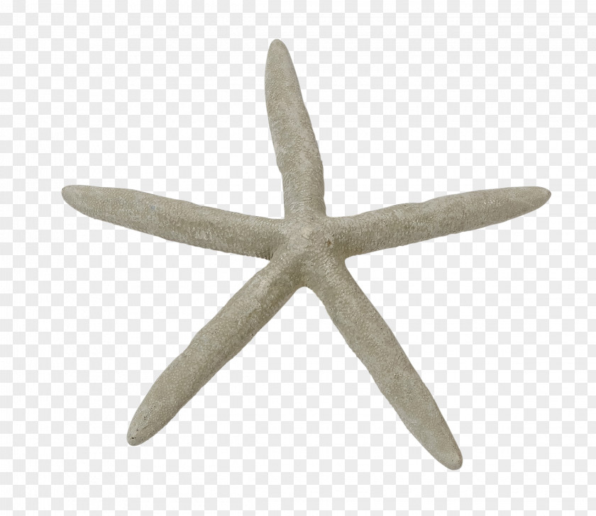 Starfish Marine Invertebrates Seashell PNG