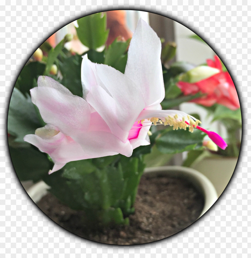 Suculent Cactaceae Schlumbergera Succulent Plant Stonecrop PNG