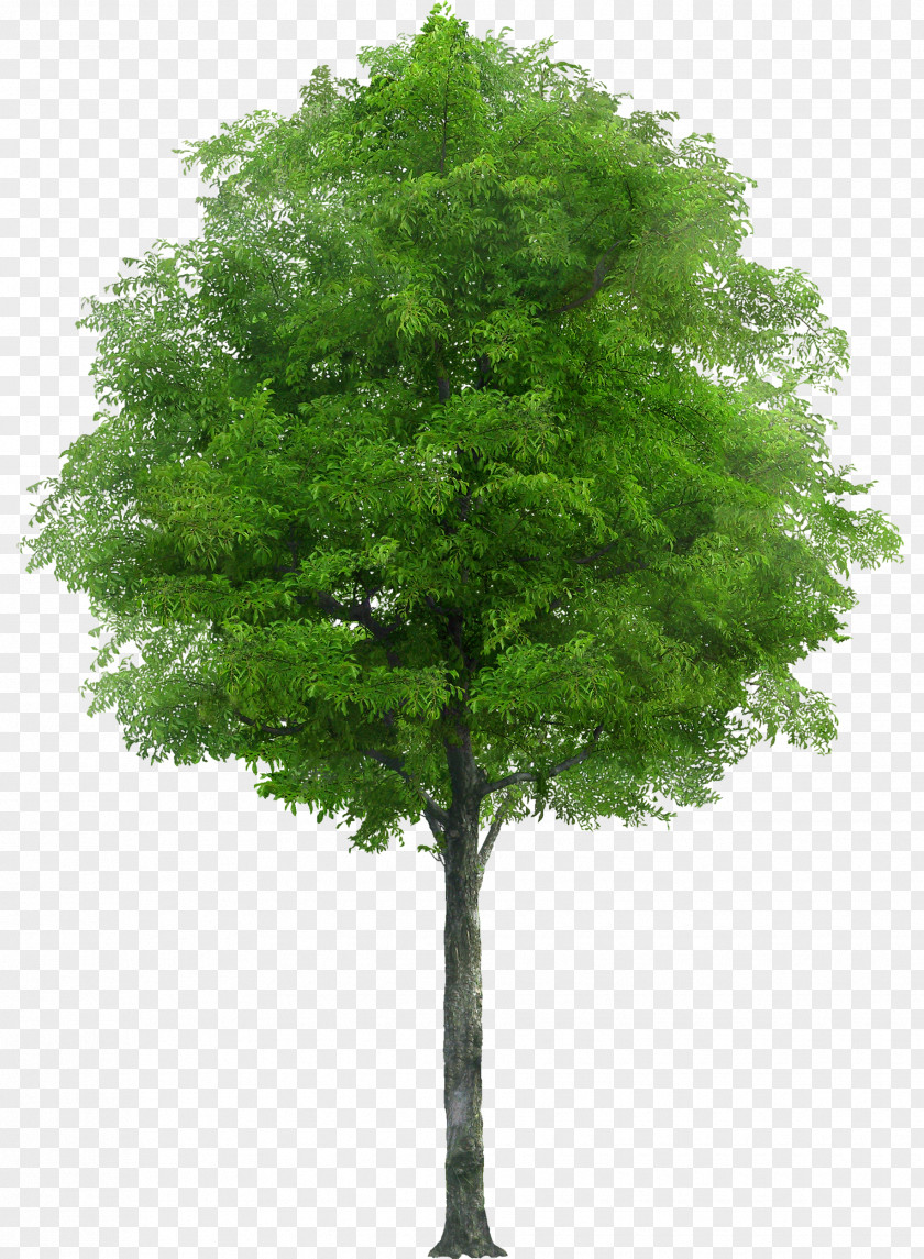 Tree Oak Stock Photography Apple PNG
