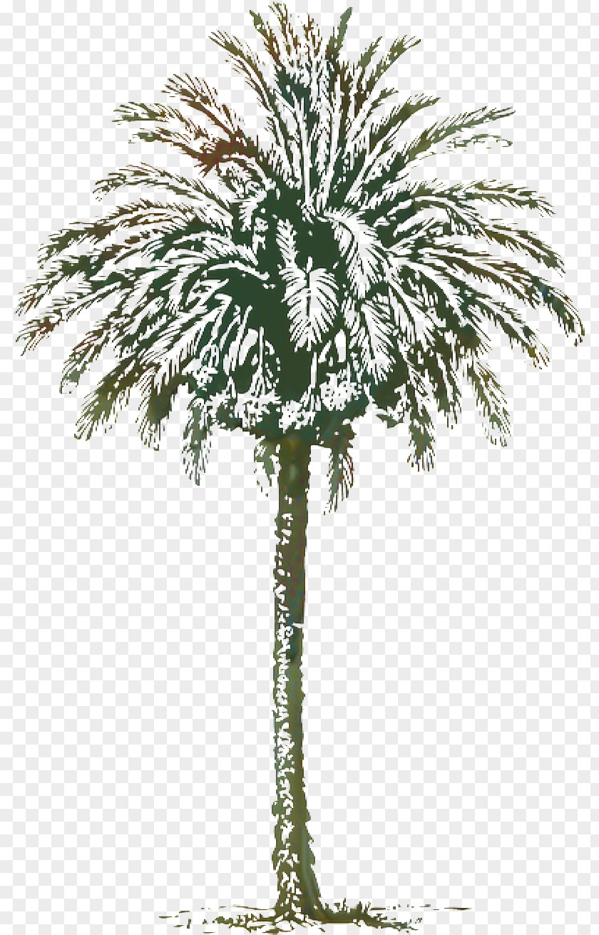 Trunk Flower Coconut Tree Drawing PNG