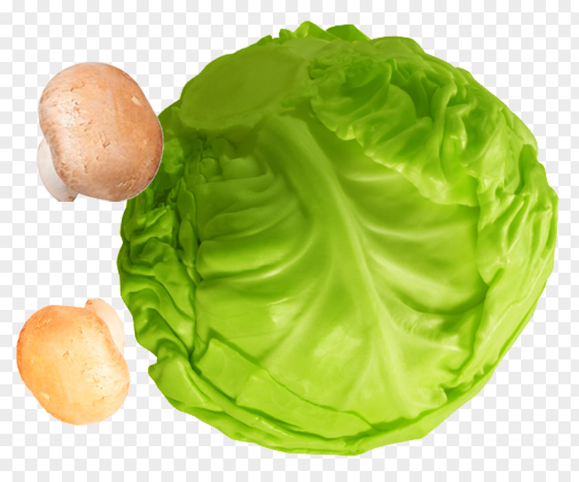Creative Crisp Cabbage Lettuce PNG