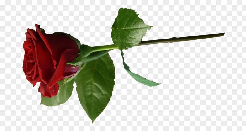 Flower Garden Roses LiveInternet Saint-Anastaise Diary PNG