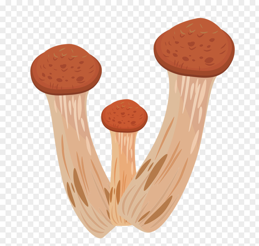 Hand Drawn Mushrooms Boletus Edulis Edible Mushroom Fungus Illustration PNG