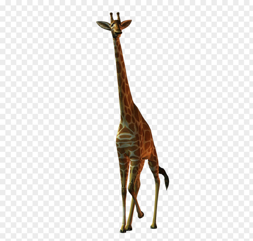 Jirafa Leopard Northern Giraffe Mammal Animal PNG
