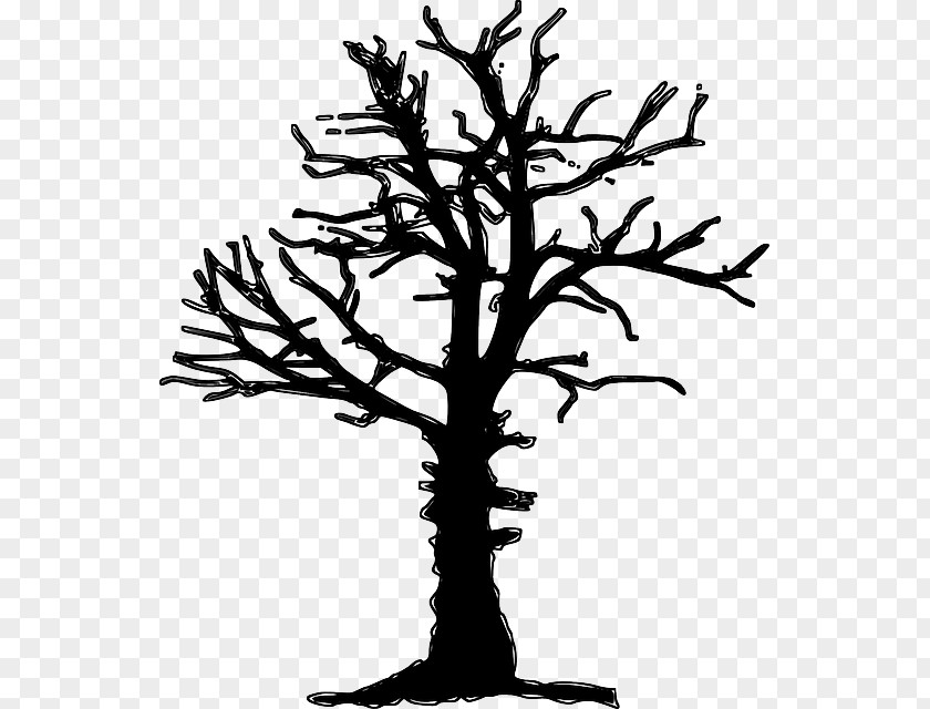 Kering Tree Drawing Forest Dieback Clip Art PNG