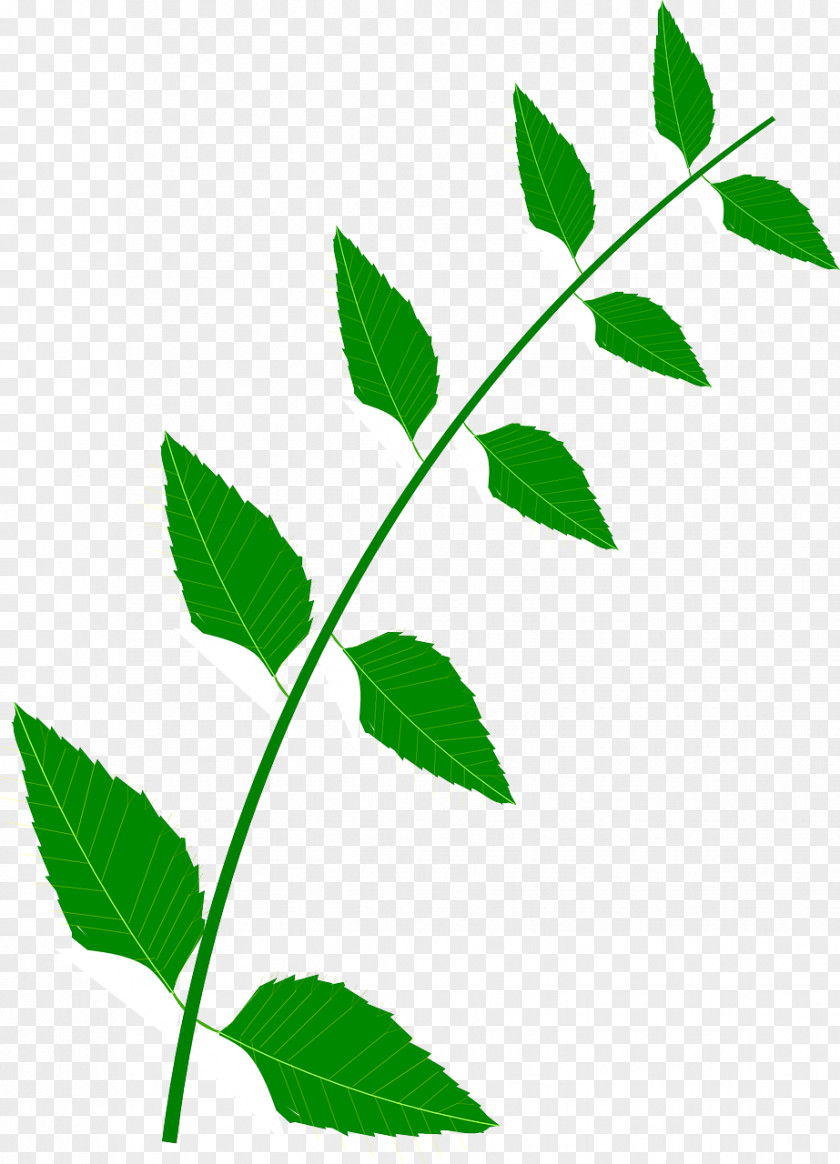 Leaf Medicine Food Medicinal Plants Clip Art PNG