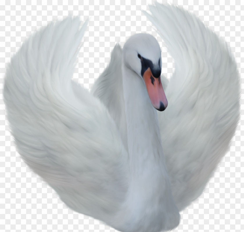 Swan Bird Black Clip Art PNG