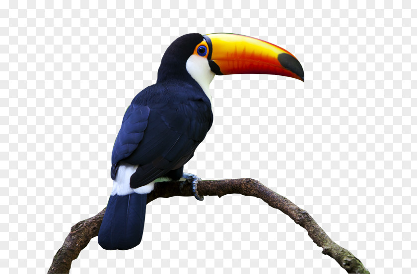 Toucan Bird Keel-billed Parrot Beak Piciformes PNG