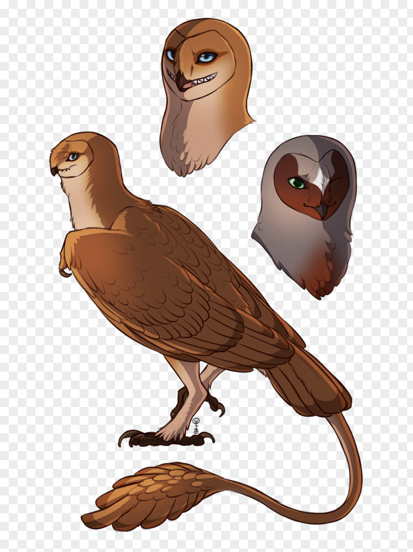 Owl Beak Cartoon Neck PNG