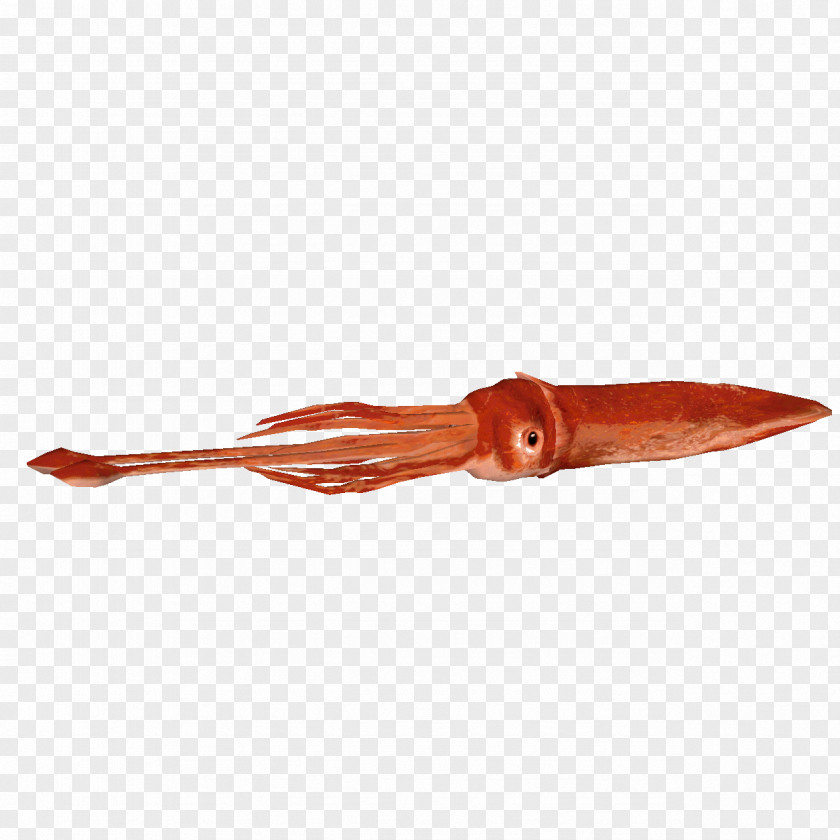 Squid Colossal Giant Invertebrate PNG