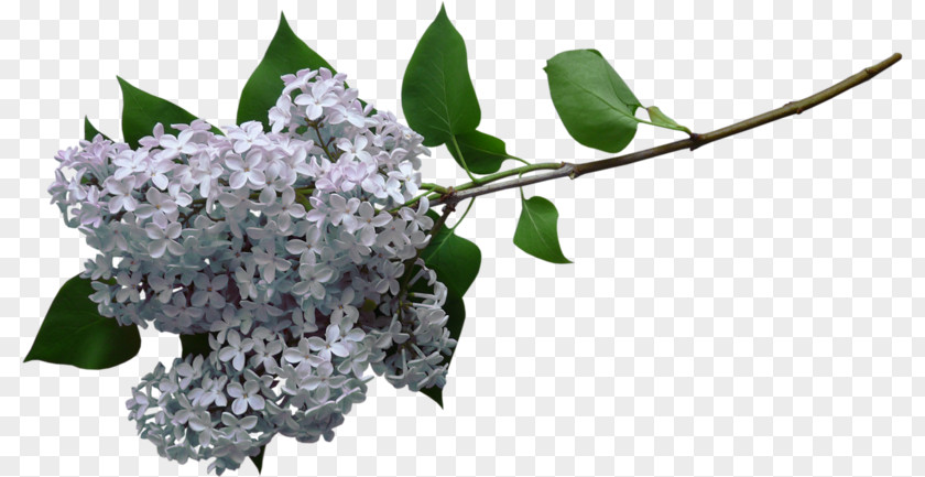 White Lilac Clip Art PNG