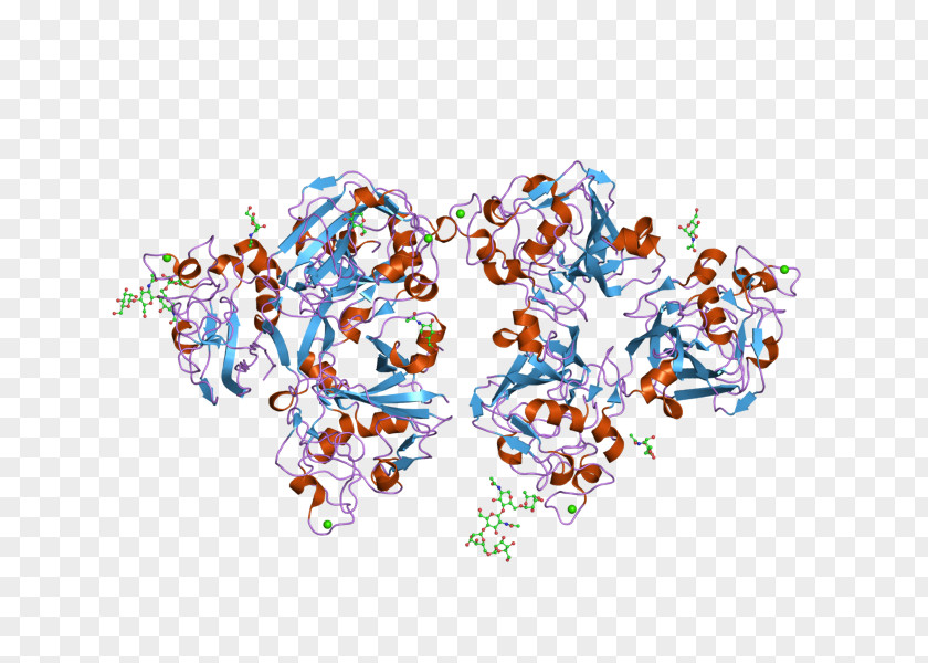 Ficolin (collagen/fibrinogen Domain Containing Lectin) 2 (hucolin) FCN2 PNG