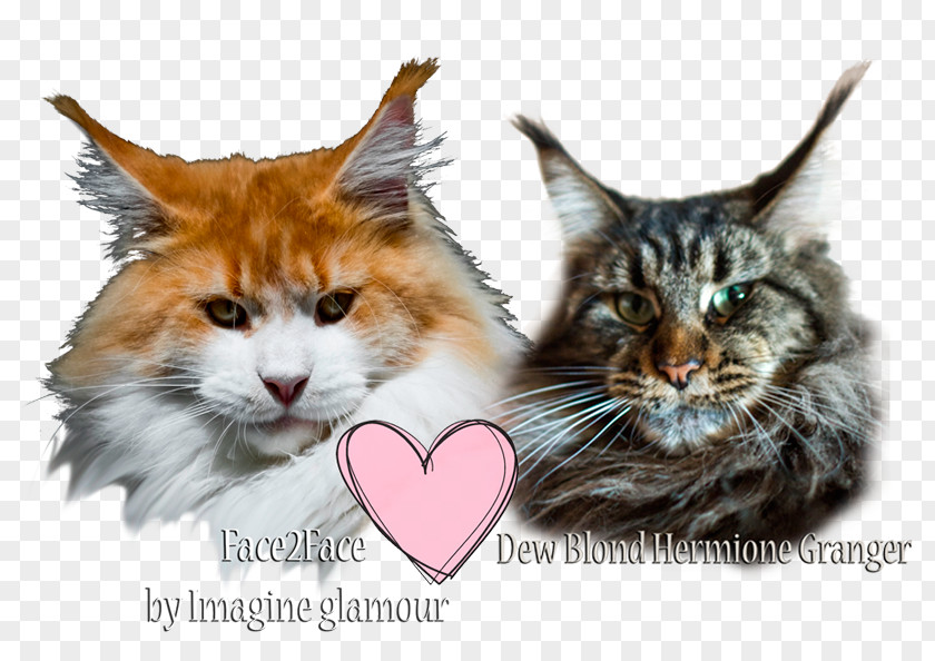 Kitten Maine Coon Whiskers Raccoon PNG