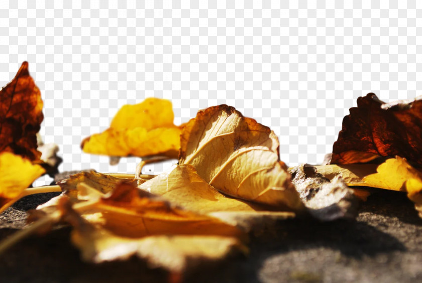 Leaf Still Life Photography Youtube Black PNG