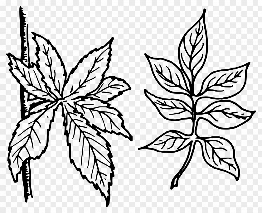 Big Leaves Pinnation Leaf Petiole Clip Art PNG