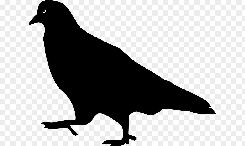 Bird Domestic Pigeon Columbidae Squab PNG